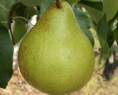 Груша "Выставочная"