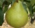 Груша "Выставочная"