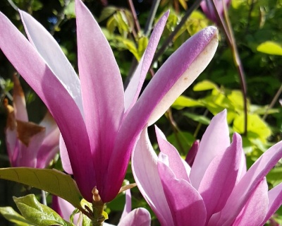 Магнолия "Нигра"