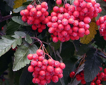 Рябина садовая "Дуболистная"