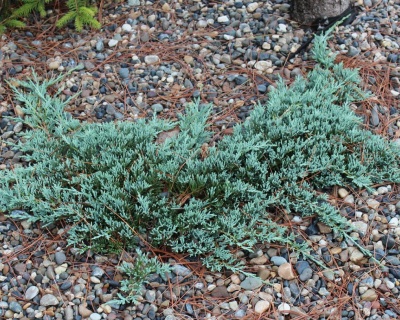 Можжевельник горизонтальный "Джейд Ривер"