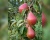 Груша колоновидная "Кармен"