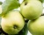 Яблоня "Белый Налив"