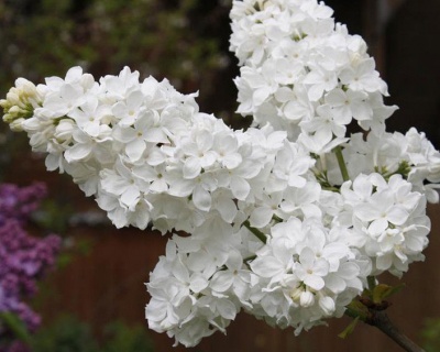 Сирень "Флора"