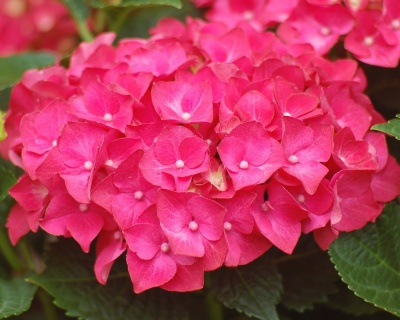 Гортензия крупнолистная "Пинк Вондер" (Pink Wonder)