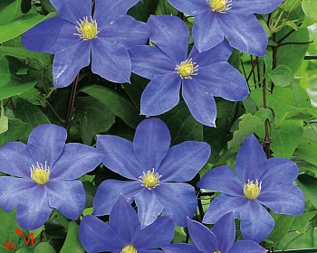 Клематис "Фуджимусуми" (Р-9)