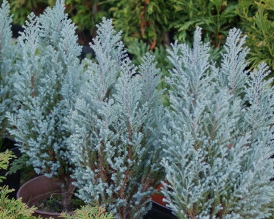 Кипарисовик Лавсона "Блю Сюрпрайз"