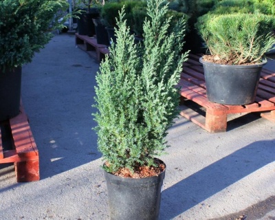 Можжевельник китайский "Стрикта"