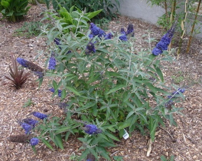 Буддлея Давида "Адонис Блю" (Adonis Blue)