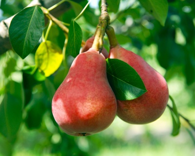 Груша колоновидная "Кармен"