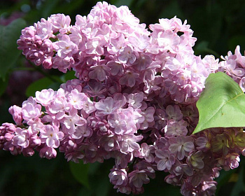 Сирень "Бель де Нанси"