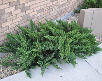 Можжевельник казацкий "Тамарисцифолия"