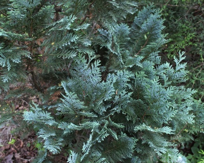 Кипарисовик Лавсона "Алюми"