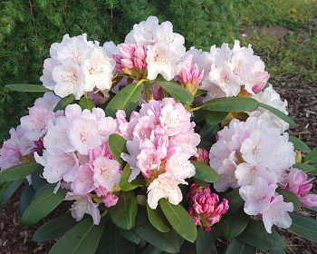 Рододендрон "Шнеекроне"