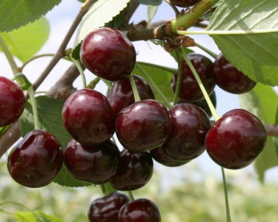 Черевишня "Ночка" (гибрид вишни и черешни)