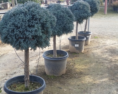 Можжевельник чешуйчатый "Блю Стар" (штамбовая форма)