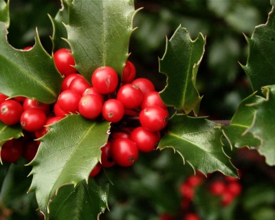 Падуб мезерва "Блю Принцесс"