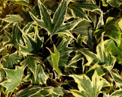 Плющ обыкновенный "Еллоу Рипл"(Р-9)