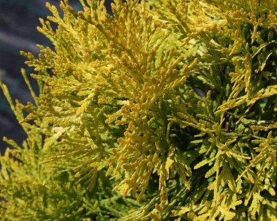 Туя западная "Голден Глоб "