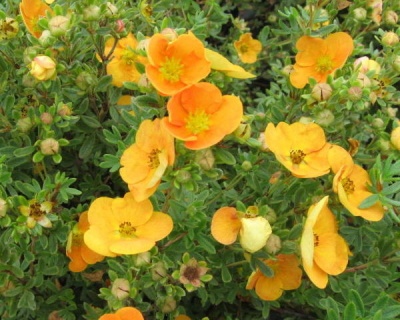 Лапчатка "Аннет" (Annette)