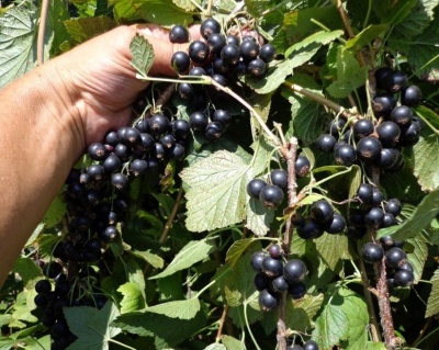 Смородина "Черешневая"