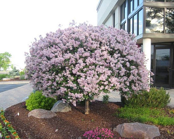 Сирень обыкновенная "Катерина Хавемейер" (штамбовая форма)