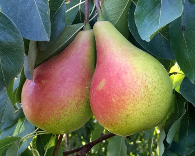 Груша колоновидная "Изумруд"