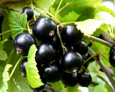 Смородина "Черешневая"