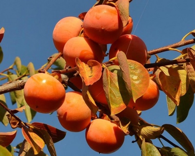 Хурма "Виргинская крупноплодная"