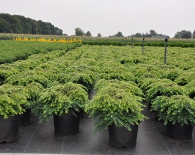 Тсуга канадская "Джедделох"