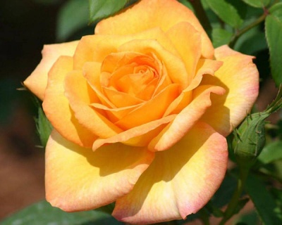 Роза Чайно-Гибридная «Конго» 