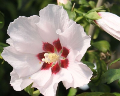 Гибискус «Матильда»