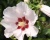 Гибискус «Матильда»