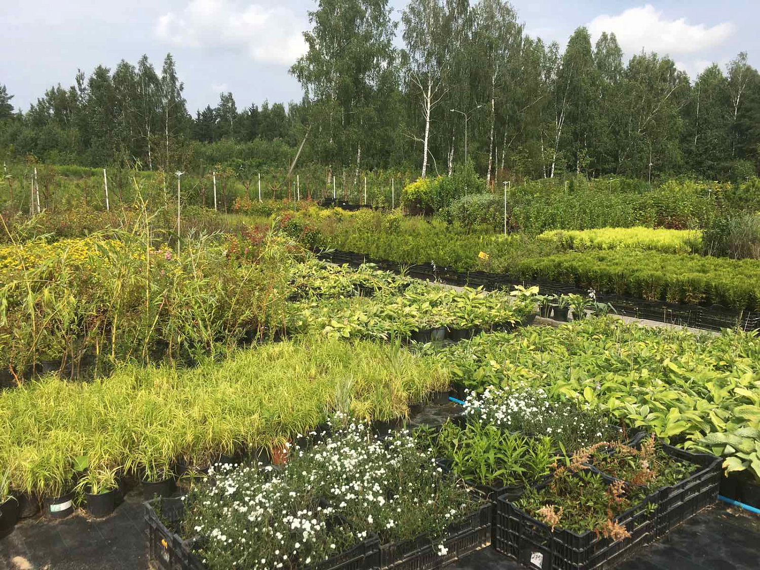 Питомник "ZelenSad"