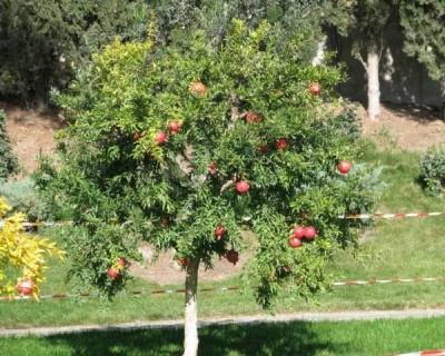 Гранат "Никитский ранний"