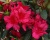 Азалия японская "Георг Арендс"