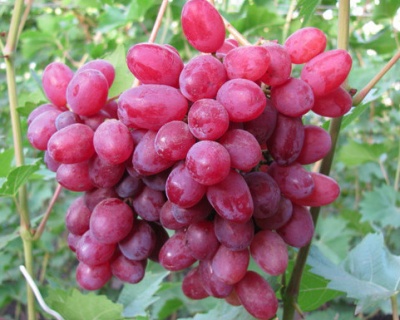 Виноград "КишМиш Велес"