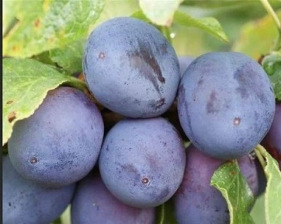 Слива "Венгерка Белорусская"