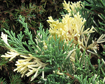 Можжевельник Китайский "Экспанса Вариегата"