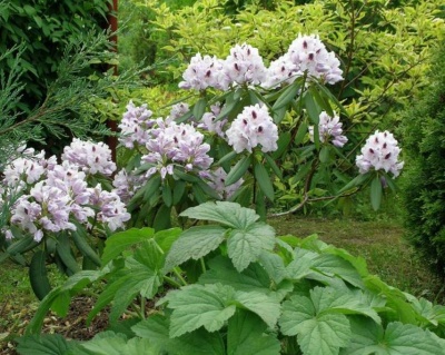 Рододендрон "Кальсап"