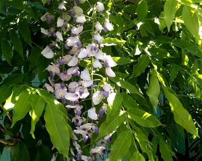 Глициния обильноцветущая "Мультиюга"