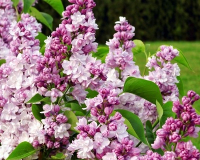 Сирень "Монтень"