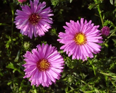 Астра новобельгийская "Ненси Баллард"