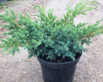 Можжевельник чешуйчатый "Блю Свид"