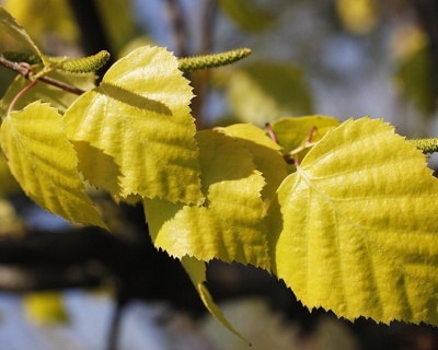 Береза бородавчатая "Голден Клоуд"