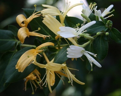 Жимолость японская "Халиана" (P-9)