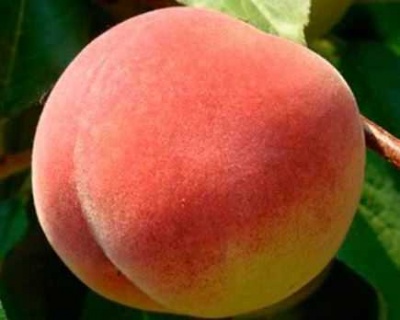 Персик "Елгавский"