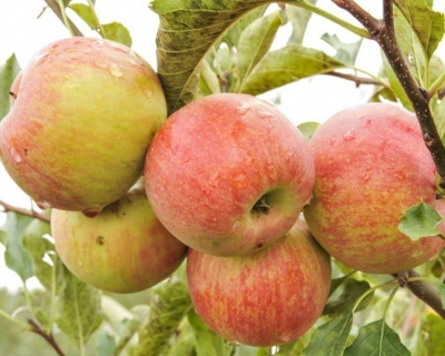 Яблоня "Штрейфлинг"