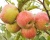 Яблоня "Штрейфлинг"