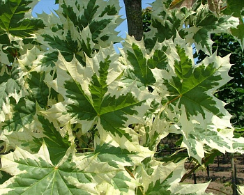 Клен остролистный "Друммонди"